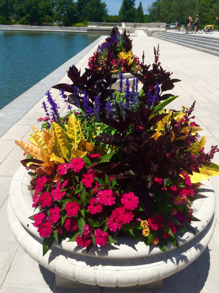Vibrant flowers next to a reflecting pond in Forest Park, St. Louis Missouri