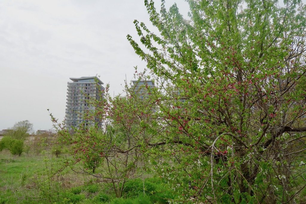 Visiting Vacaresti Natural Park