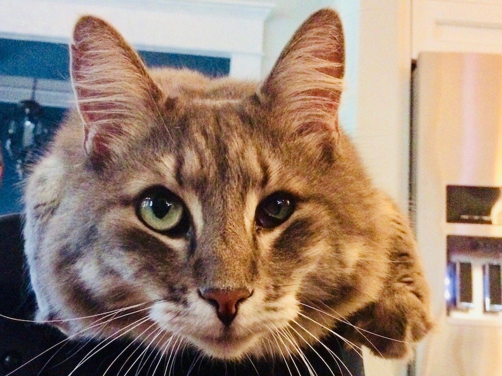 House sitting vs. Airbnb