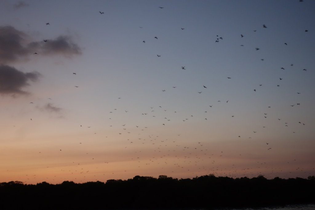 Seeing flying foxes on the labuan bajo komodo tour