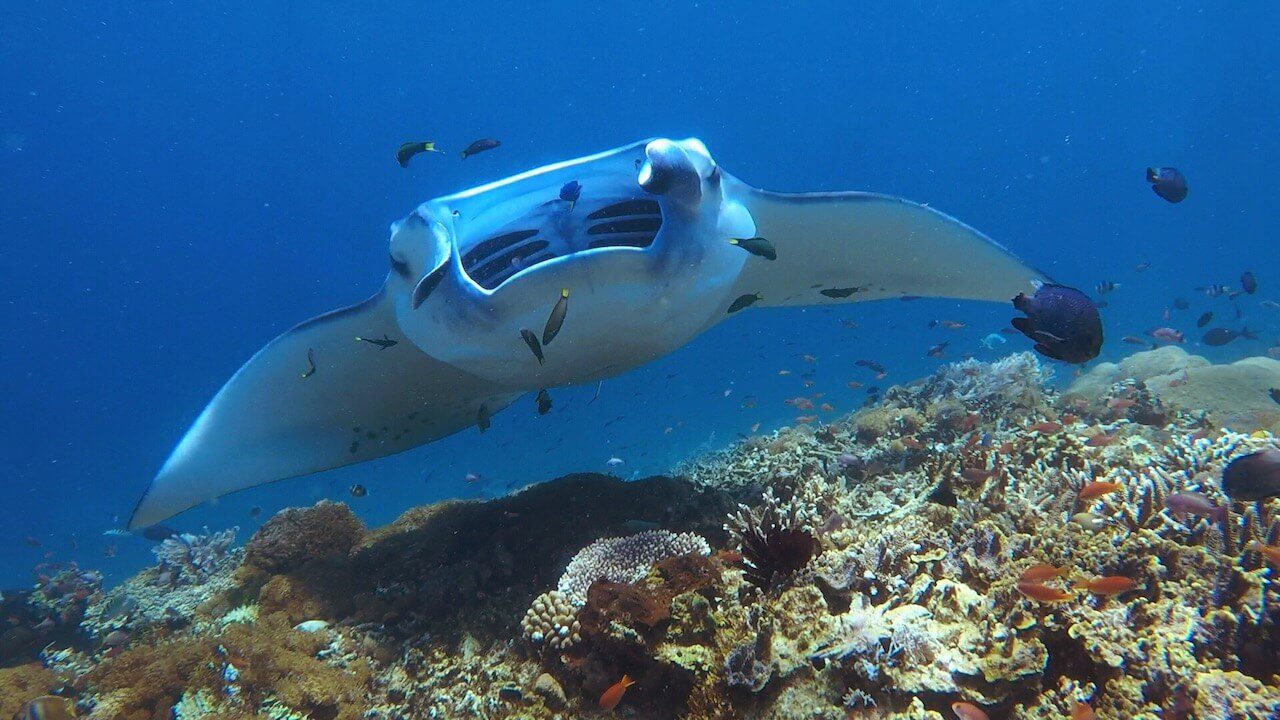 Digital Nomad Holiday Gifts