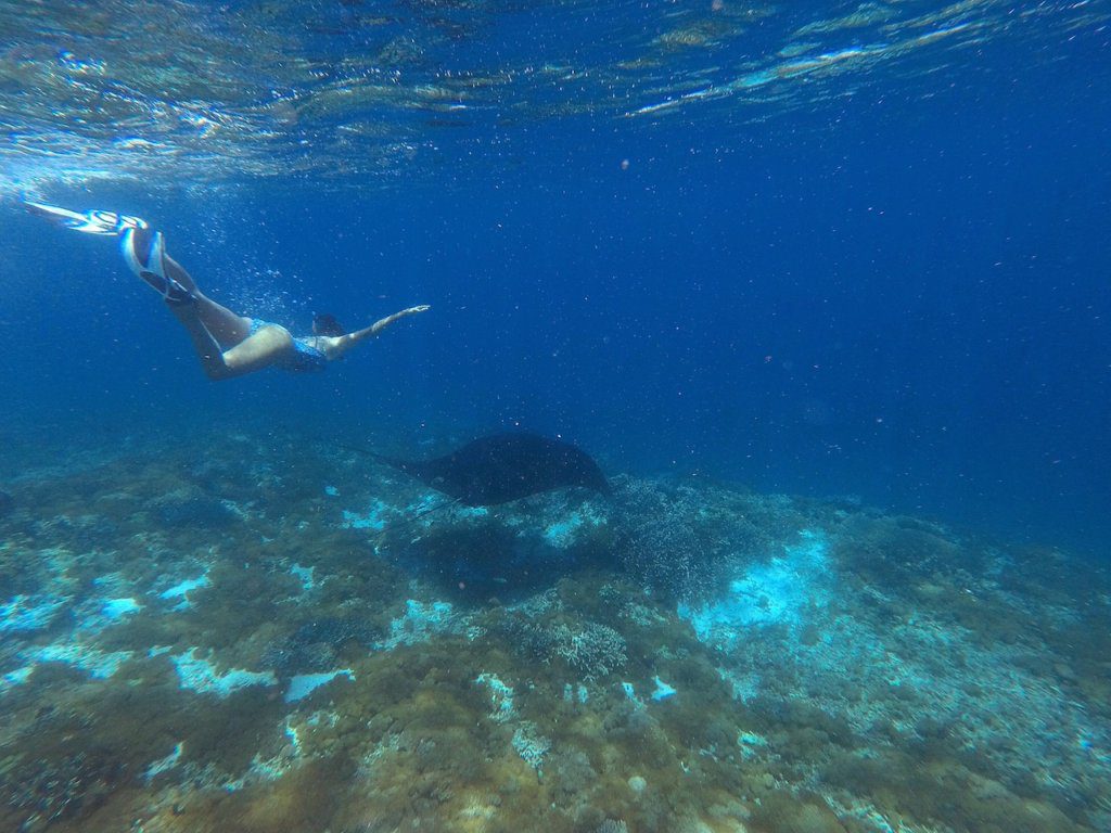 Finding Dragons: Exploring Komodo National Park with Flores XP Tours