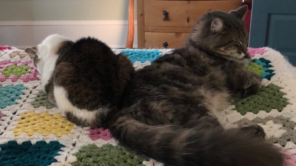 House sitting perks include spending time with pets