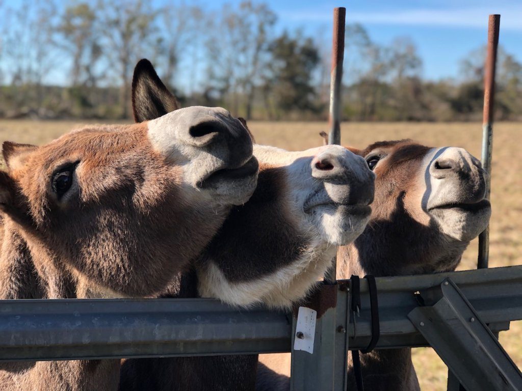 Pets are a great part of house sitting. House sitting for VIPKID teachers