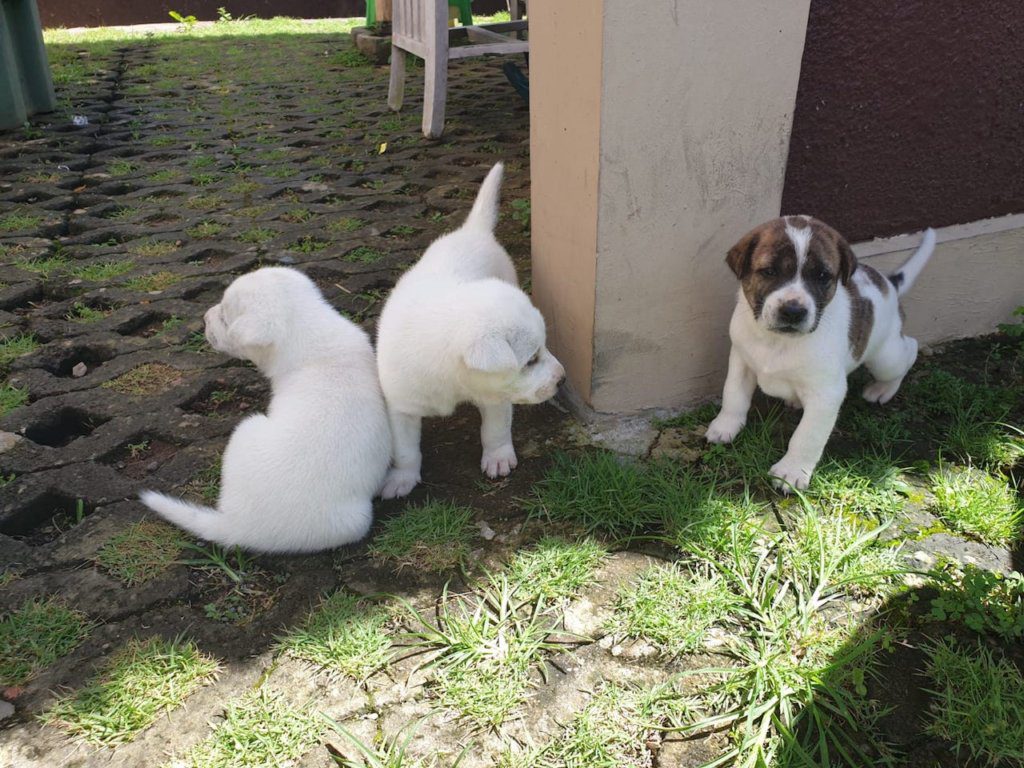 how to find house sitting jobs, how to write a house sitting application message