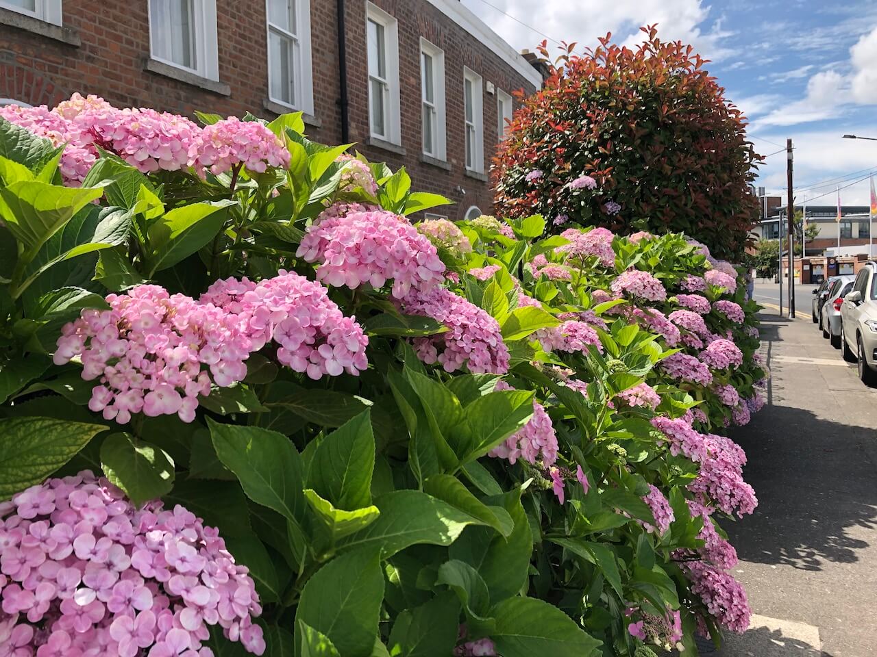 pink flowers along a residential street in dublin