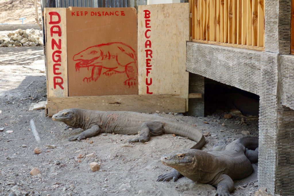 Komodo dragons on Komodo Island