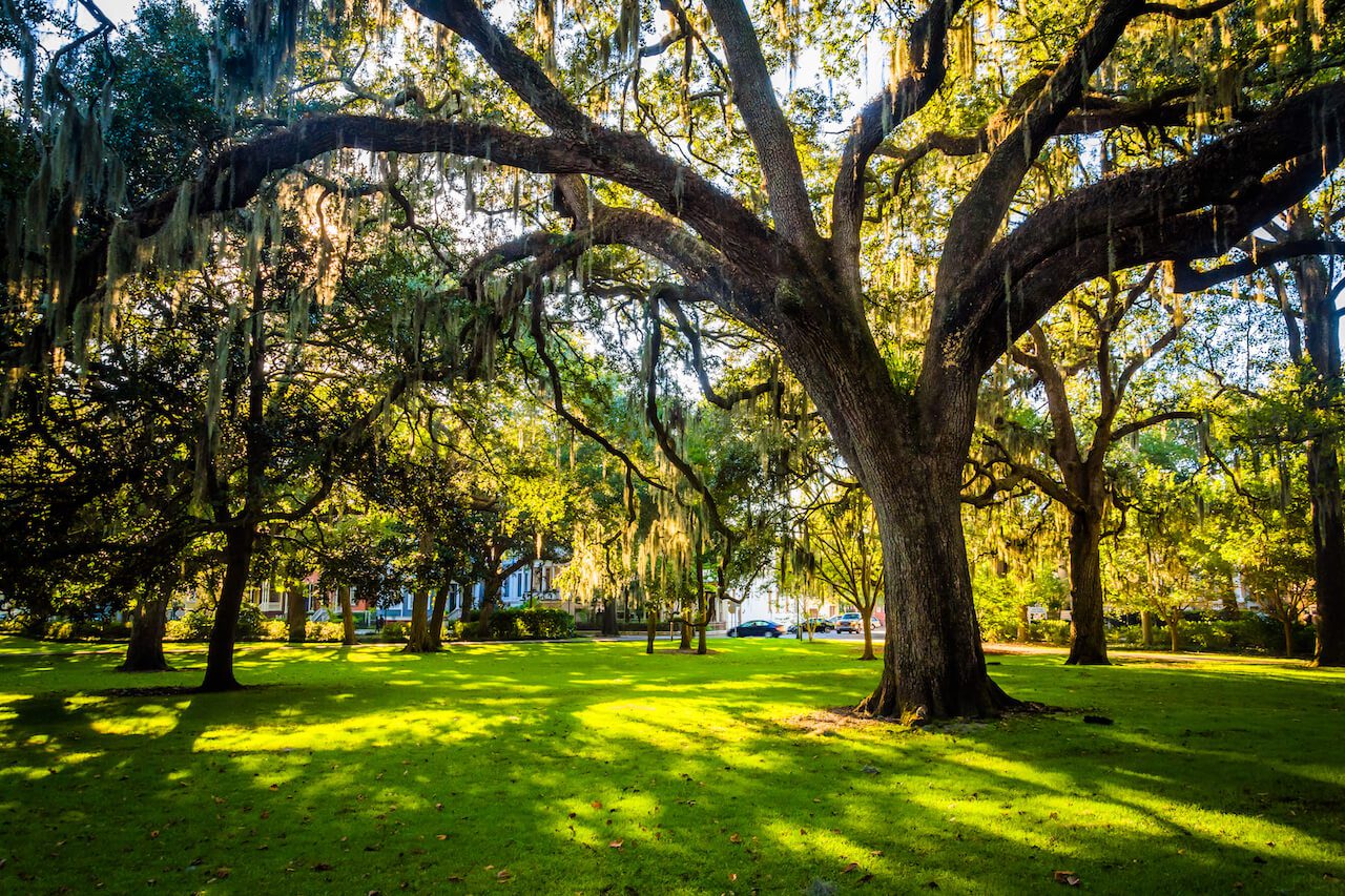 sunlight peaking through live oak trees, best day trips from Savannah Georgia USA