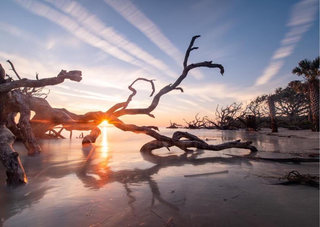 Driftwood Beach Jekyll Island