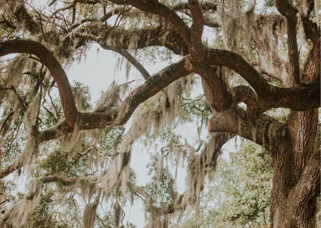 moss on trees in the savannah wildlife refuge
