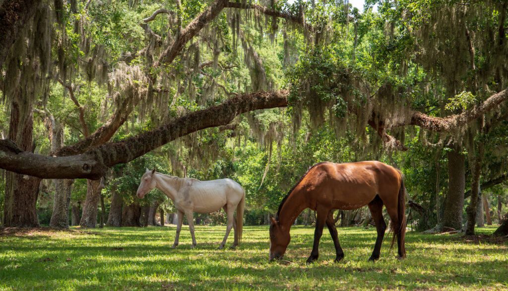 wild horses at Cumberland island georgia, a top savannah georgia day trip