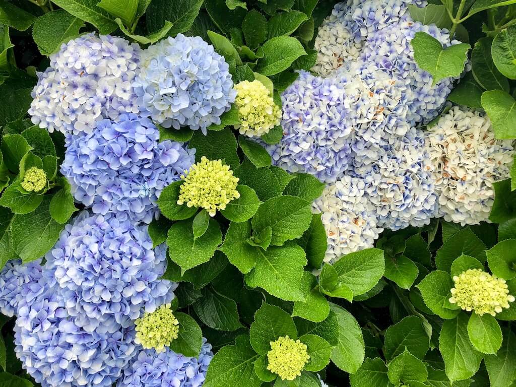 Blue Flowers Azores Portugal