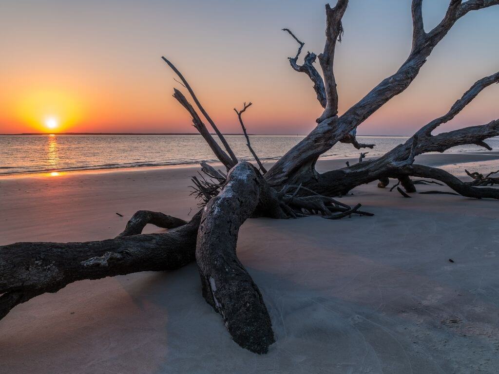 Jekyll Island Georgia Driftwood beach