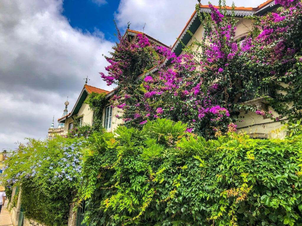 Pink flowers over a yellow house in Sintra