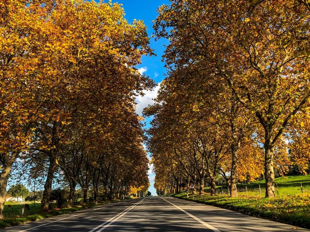 The drive to the Cromeleque dos Almendres in Evora